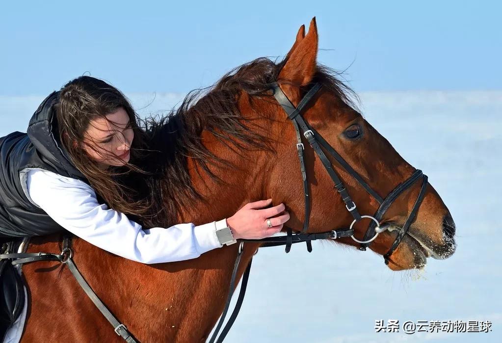 必备的马术知识,马术能不能速成