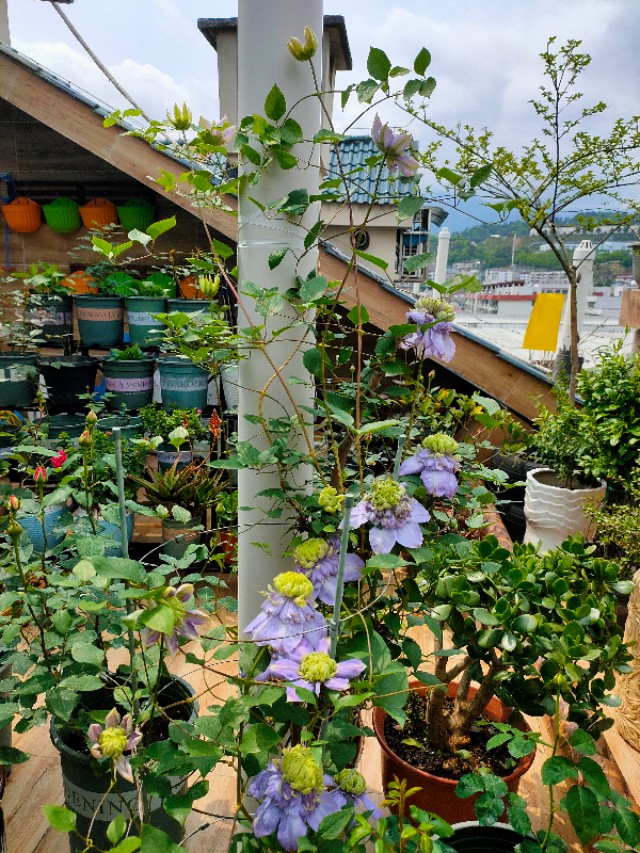 自制花架省钱又漂亮,自制花架全部教程