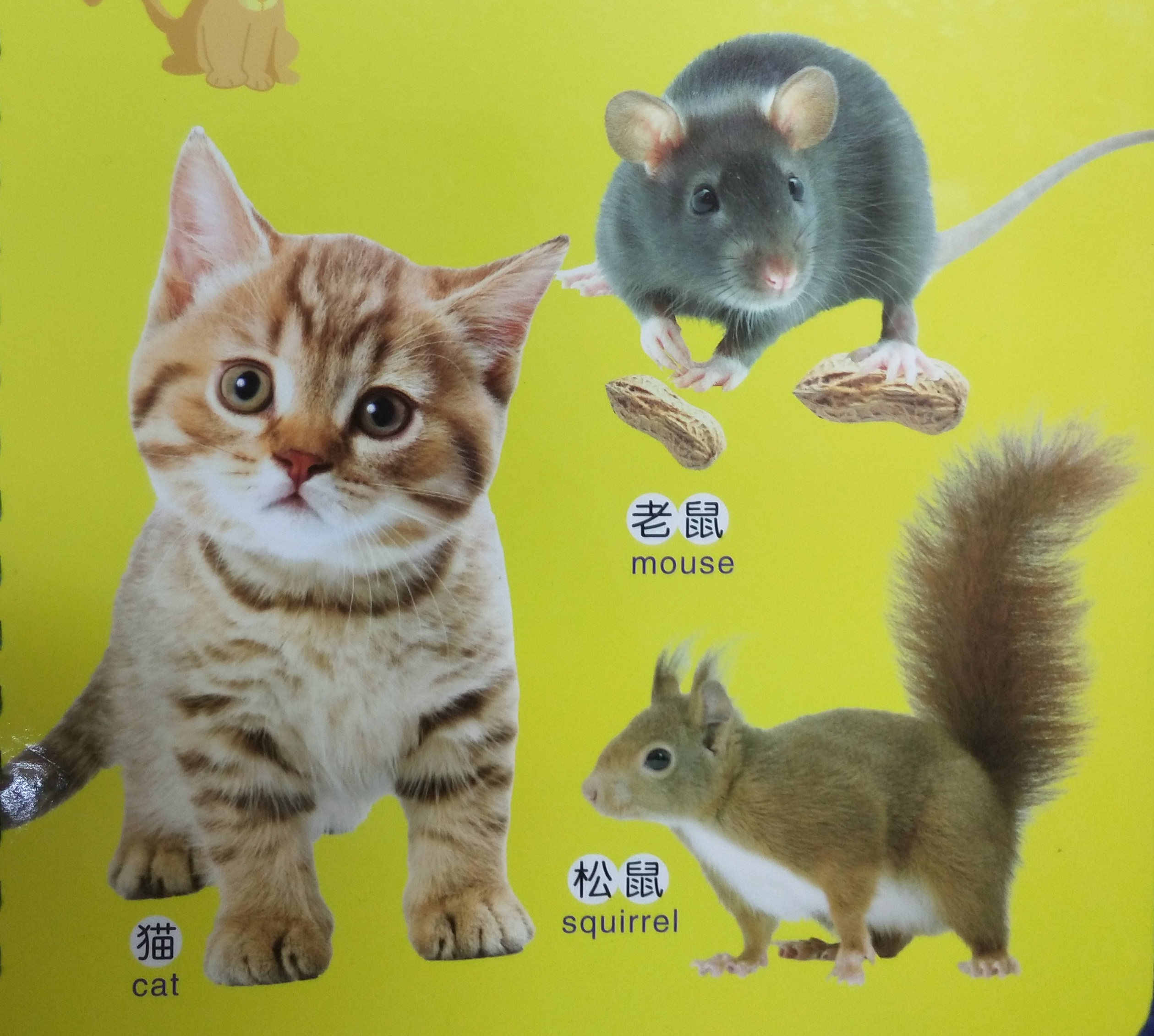 关于动物的绘本双语版,最会逃生的动物绘本