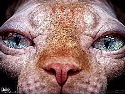 世界上最致命的猫黑足猫,世界十大奇特的猫你见过哪一种