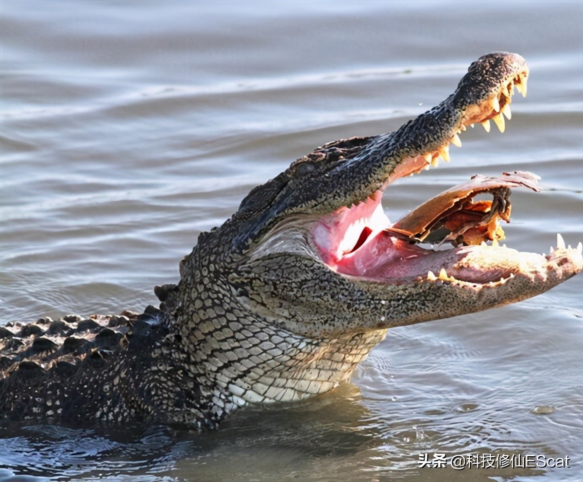 俄罗斯猎杀巨型鳄鱼,俄罗斯的动物有尊严吗