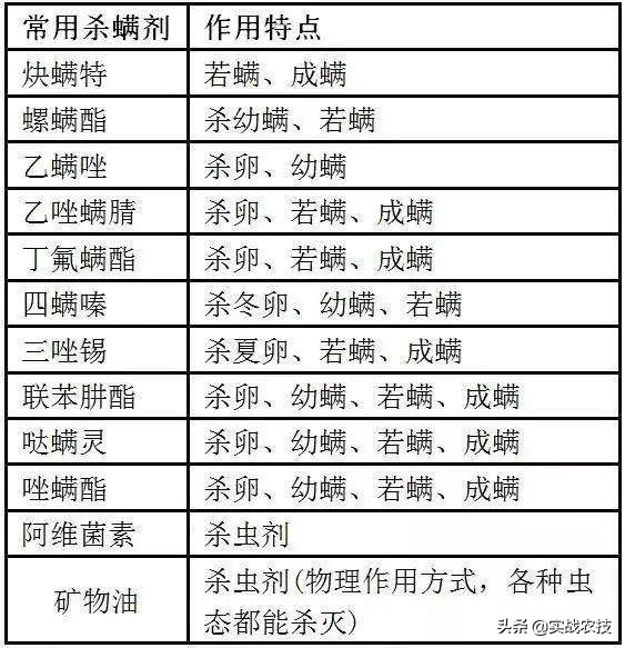 打抗性红蜘蛛螨虫我用这些药!十里八村都来我这拿药