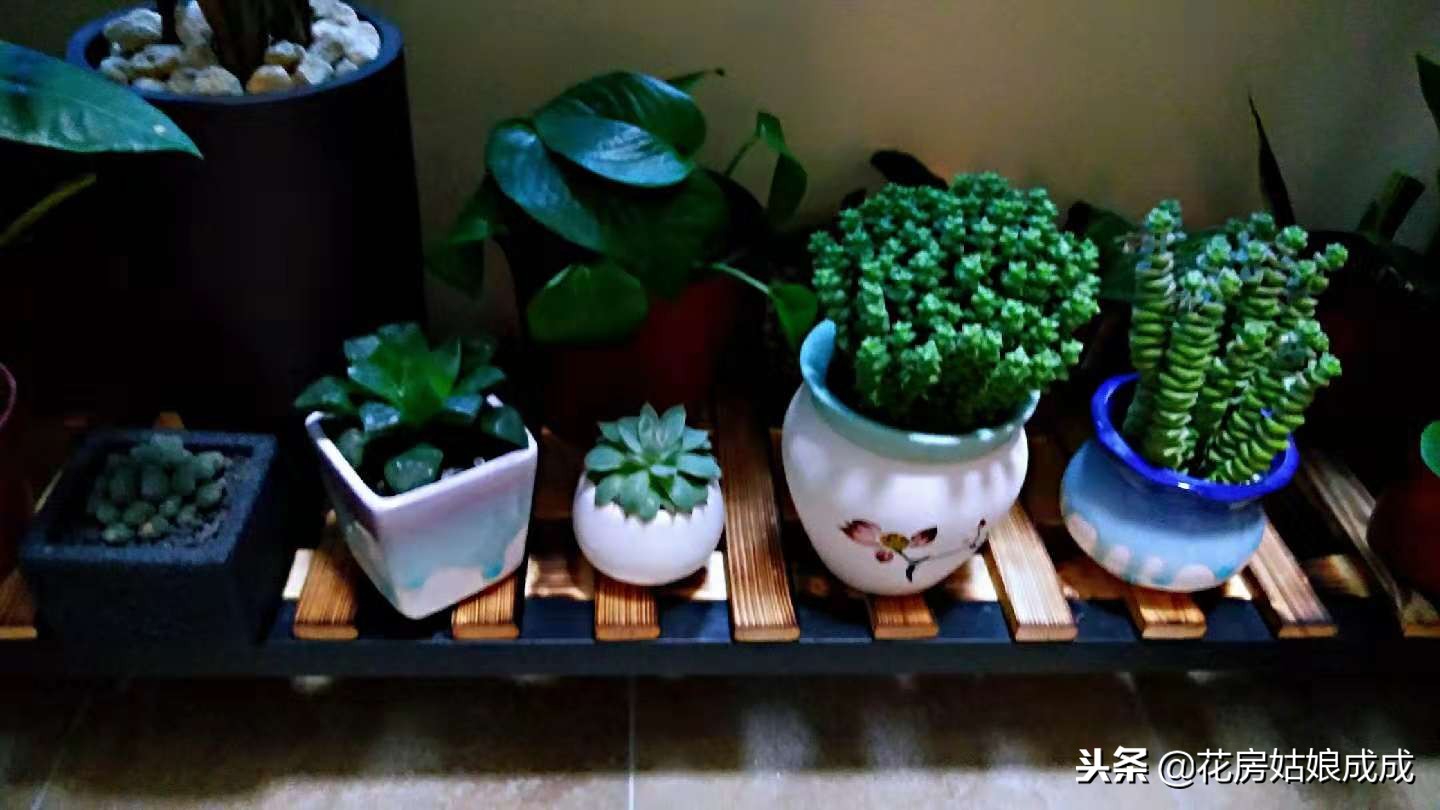 花盆里面有虫子怎么处理,君子兰花盆里有小白虫子怎么去除