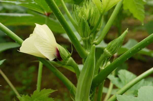 网传它是“植物伟哥”,可降血糖,抗癌症,然而很多人都不认识它