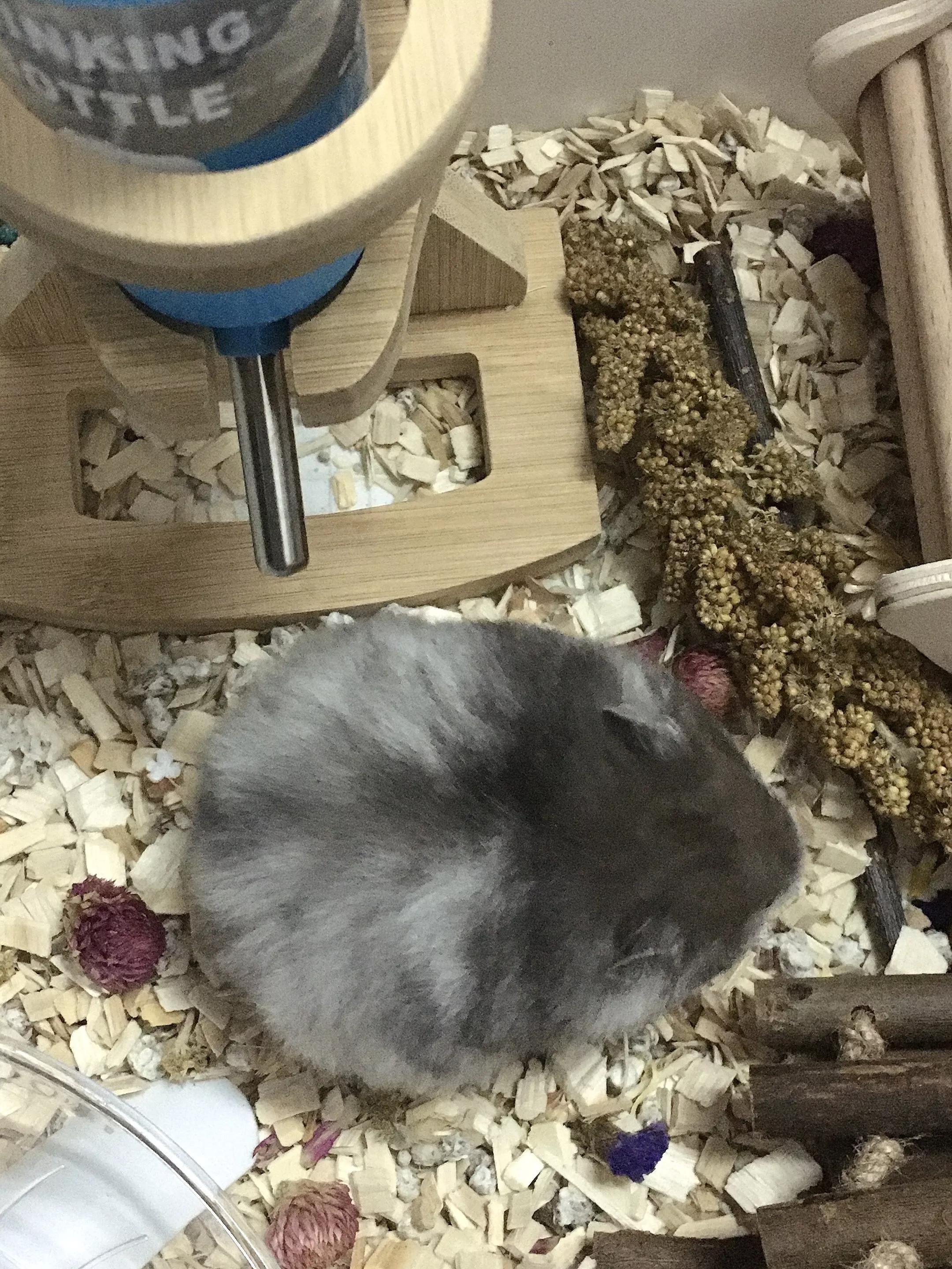 如何与金丝熊搞好关系,金丝熊对人有感情吗