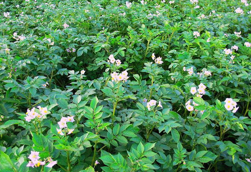 土豆高产秘诀,土豆高产技巧
