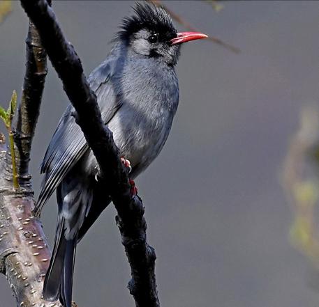 东江揽胜,惠州淡水常见鸟类图谱