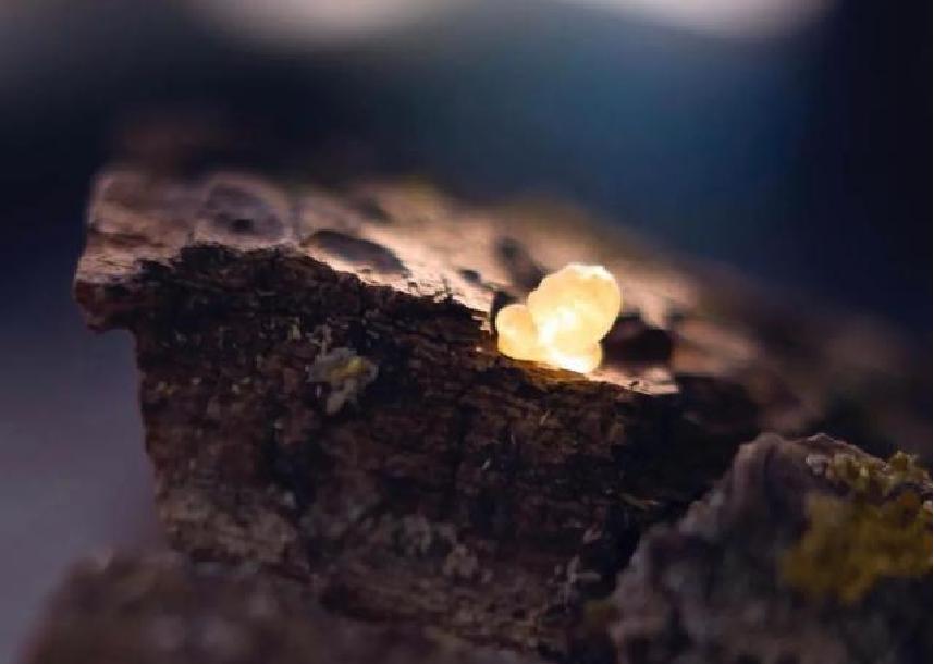 u牌乳香精油的功效与用法,u牌精油哪种有止痒脱敏作用