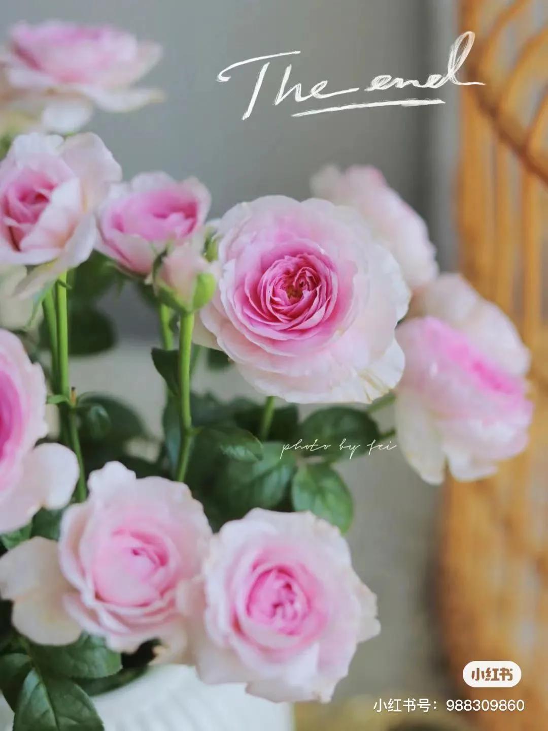 获得worldrose的12款月季品种,露台月季品种推荐