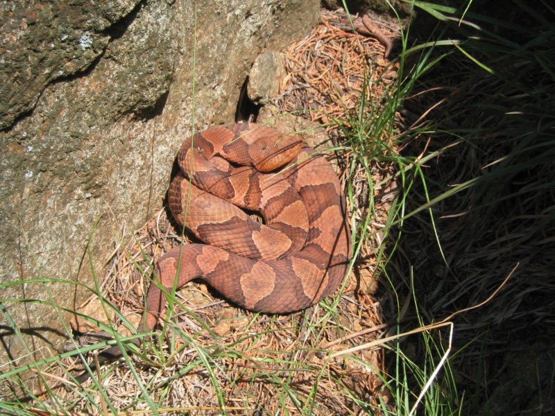 蛇类科普毒蛇,蛇类科普小视频