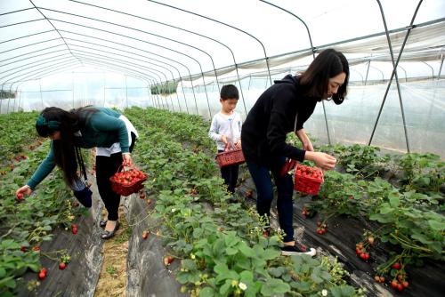 农村三农未来前景如何规划,农民种地未来5年规划