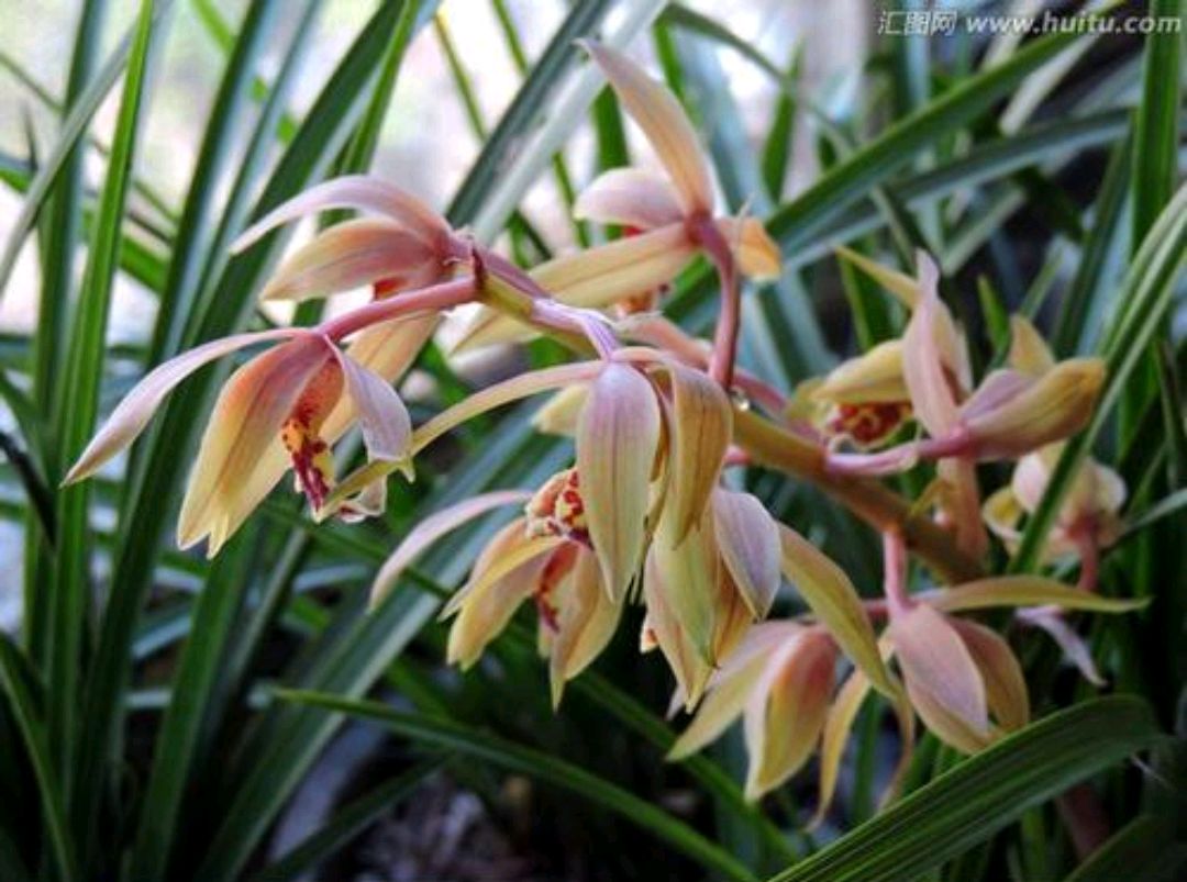 蕙兰花苞怎么施肥,蕙兰花苞如何养