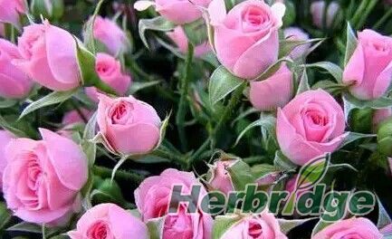 植物类天然香料,最香的食用天然植物香料