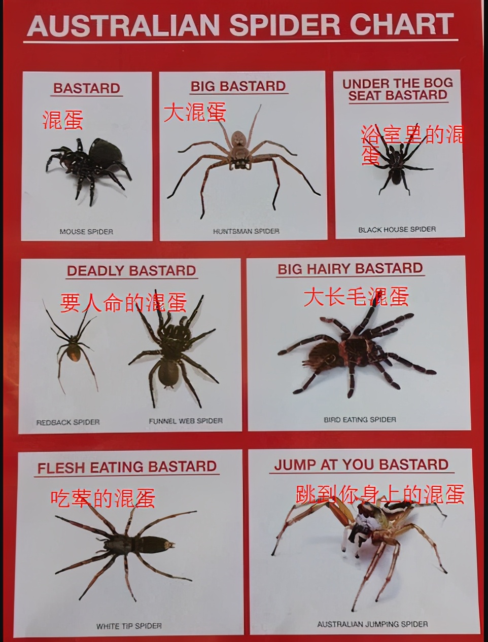 南方蟑螂和北方蟑螂对比恶搞,南方大蟑螂吓哭北方人