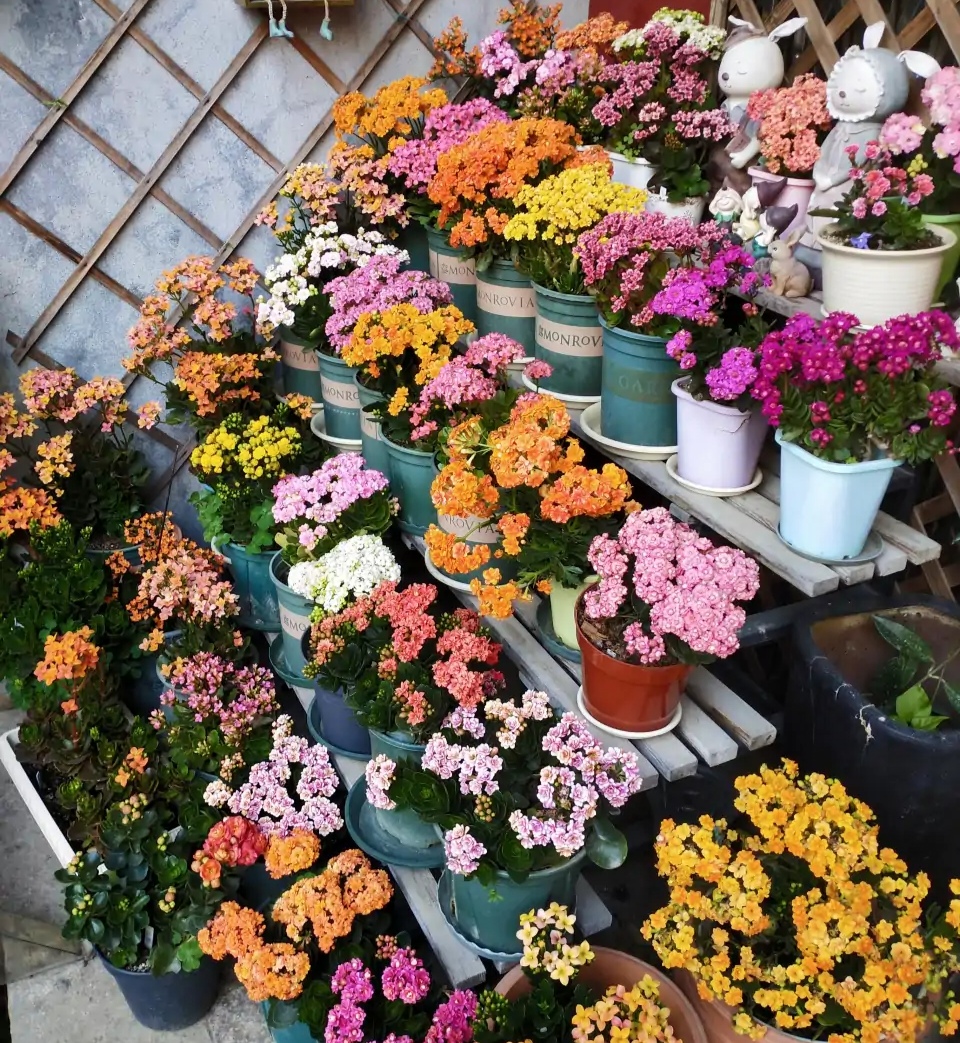 这“38种花”,当你开始收集品种时,你已入坑颇深