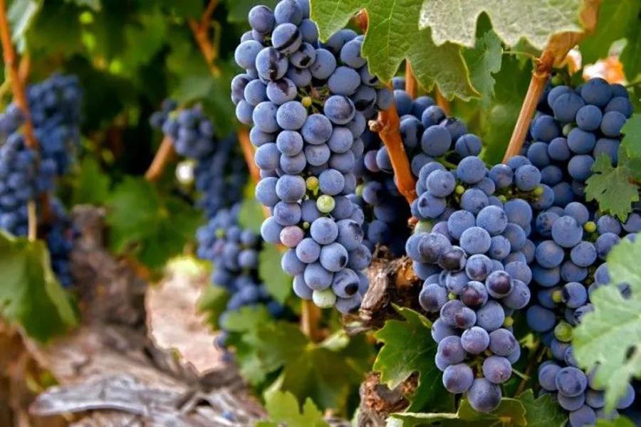 西拉子品种,西拉品种的特性