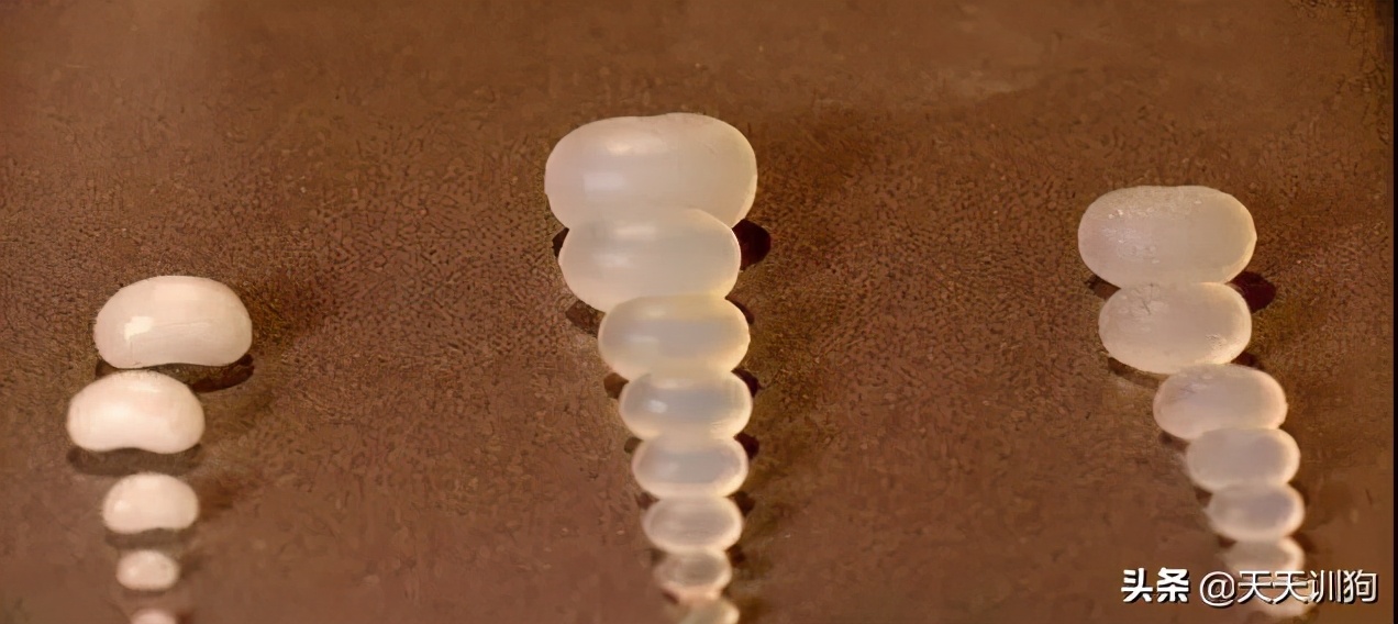 被绝育的狗子,公狗做绝育自闭