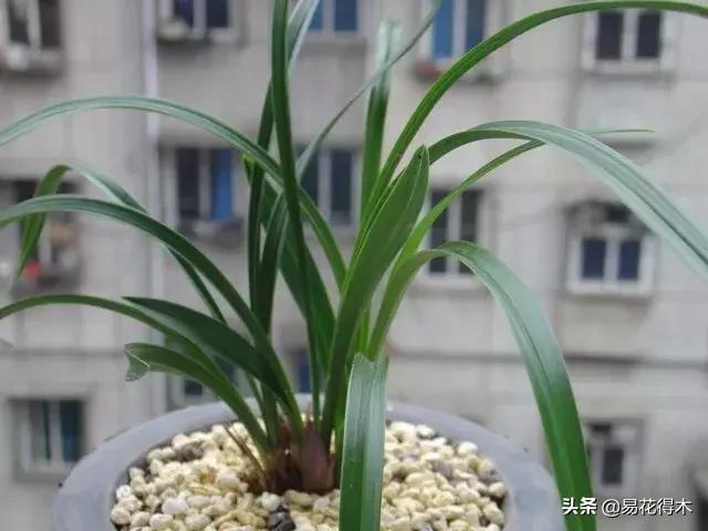 春兰荷瓣几大名品,春兰环球荷鼎和大富贵的区别