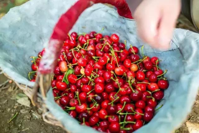 重庆周边摘樱桃,重庆北碚摘樱桃的地方