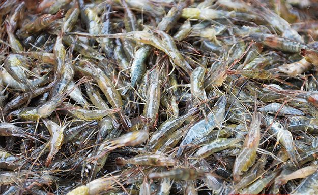 丹江口青虾特产,洪泽湖青虾图片大全