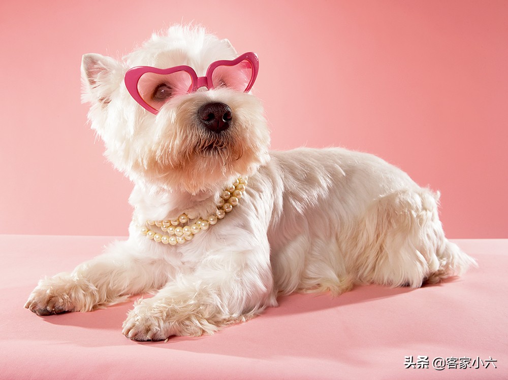 为逝去的狗狗举办葬礼,让狗狗安乐死