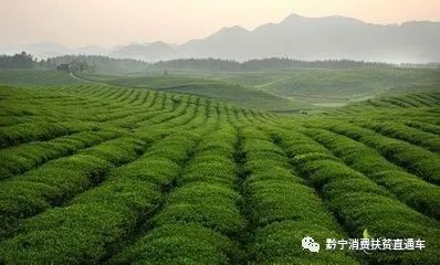 凤冈锌硒茶真的有锌硒吗,凤冈锌硒茶是田坝产的吗
