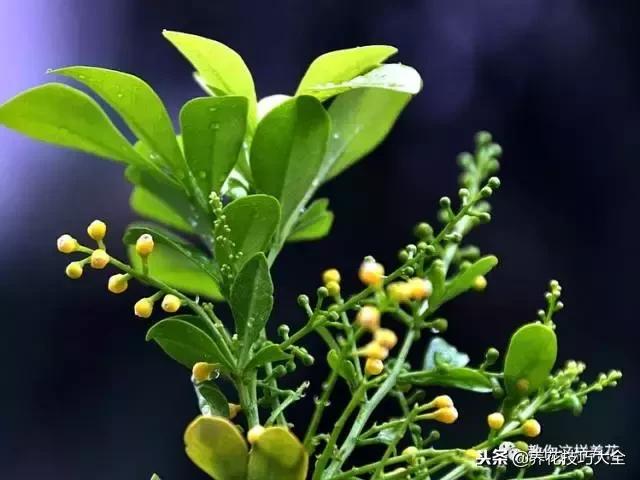 香味最好闻的十种花,一年四季都能闻到香味的四种花