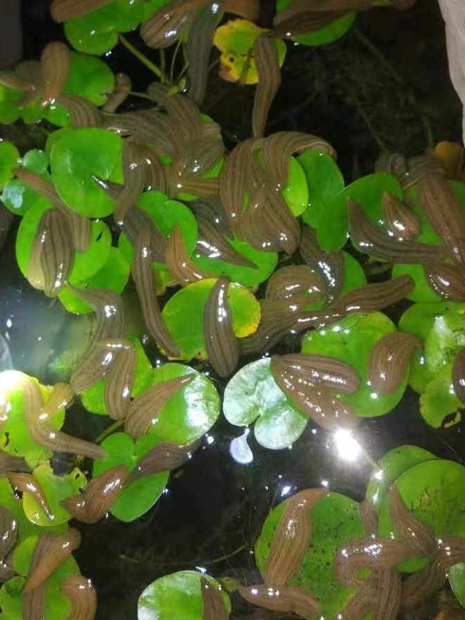 蚂蟥养殖创业,蚂蟥的养殖利润和成本