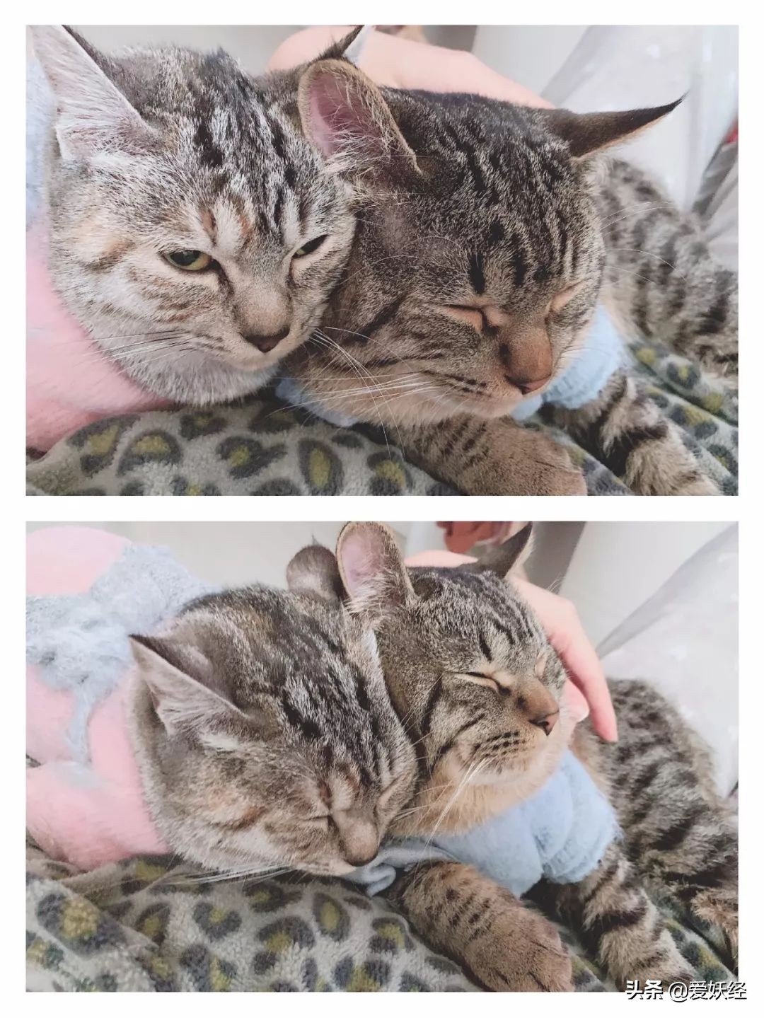 别说老狐狸不宠粉，你们要的猫用驱虫药测评！来喽