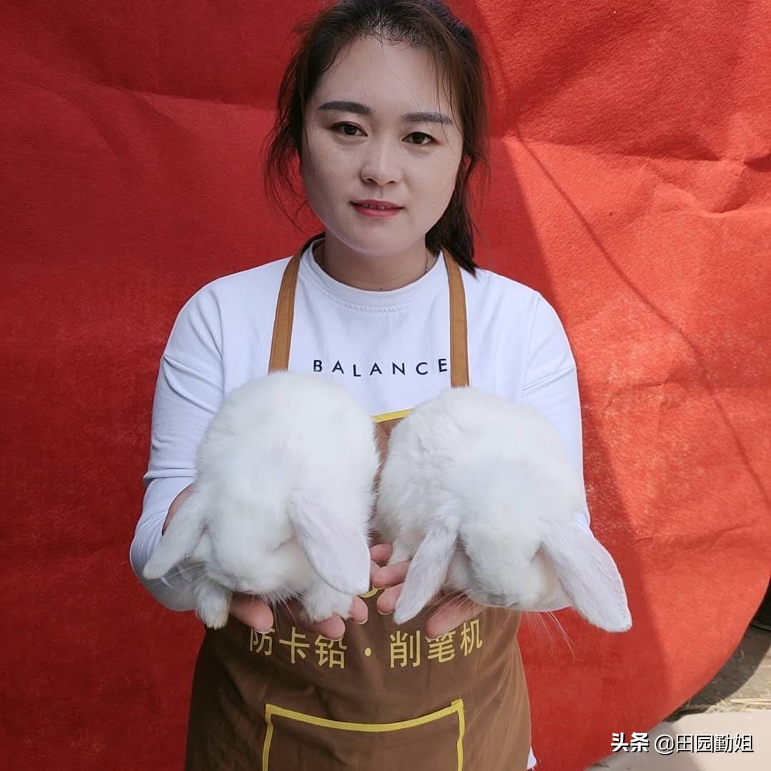 田园勤姐养兔技巧,田园勤姐个人资料