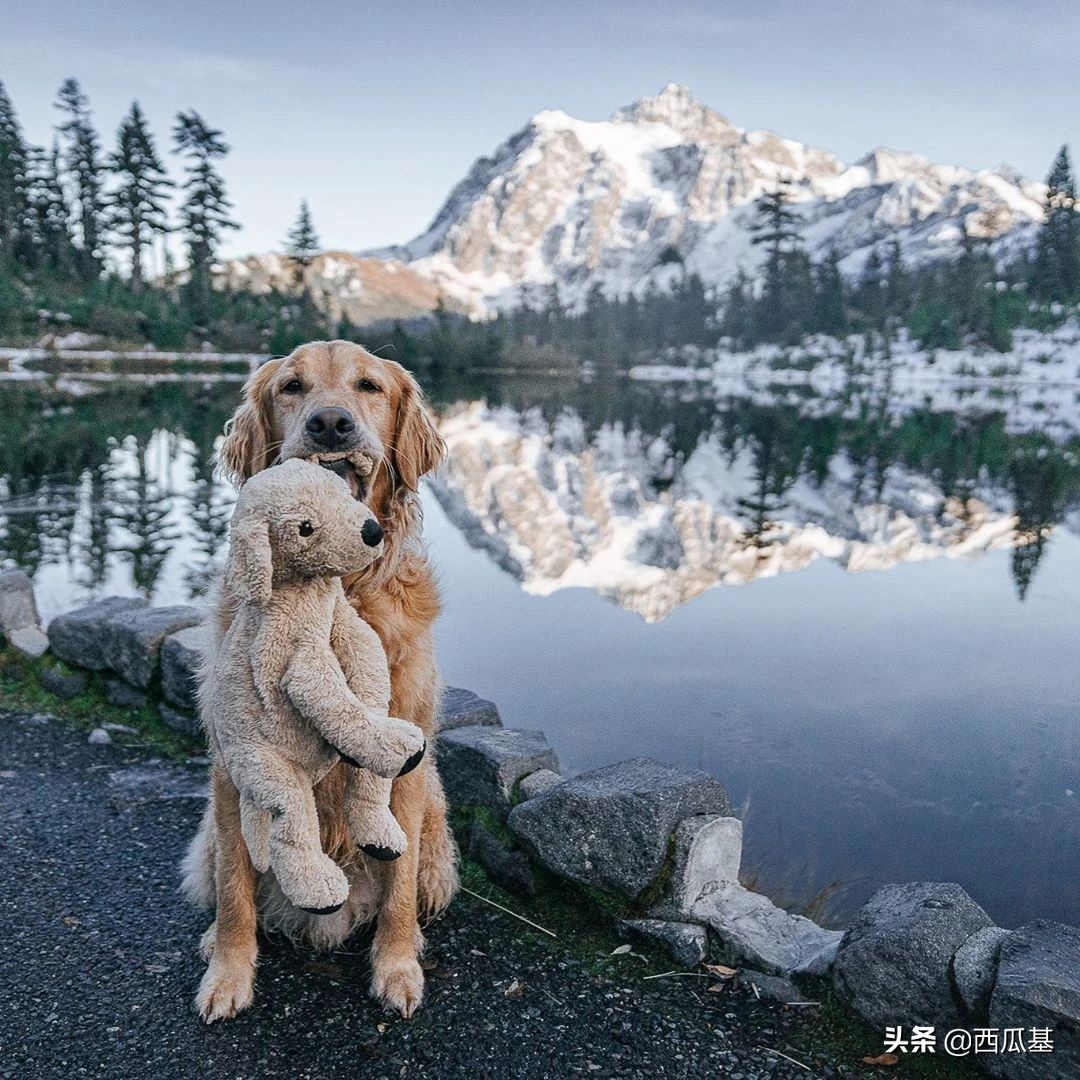 金毛出去耍了带东西回来,金毛带金毛去水上乐园