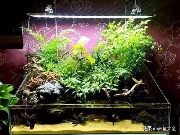 养鱼大神都养什么鱼,鱼缸养鱼都有哪些鱼