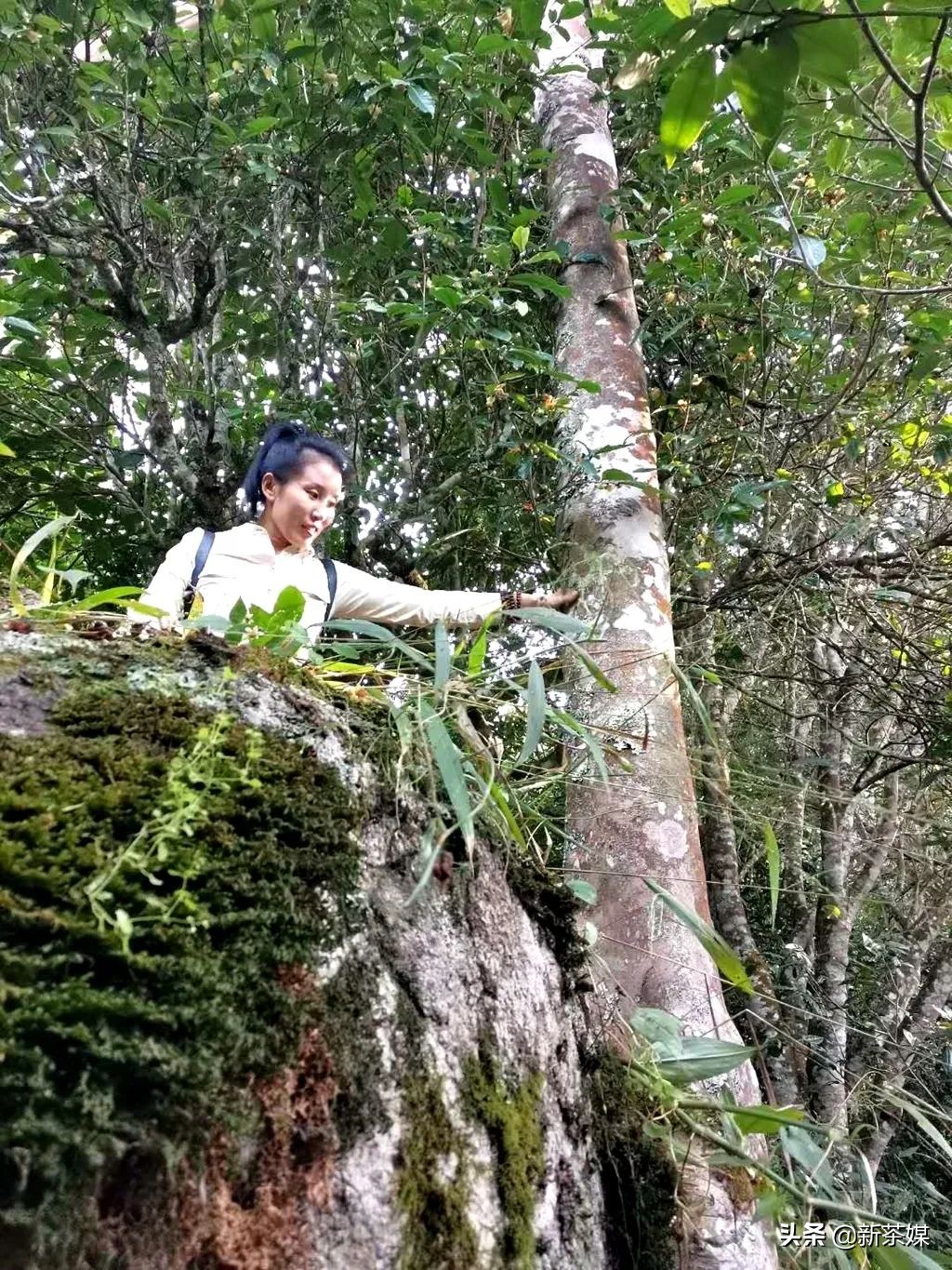 南糯山拔玛寨茶的特点,南糯山拔玛茶介绍