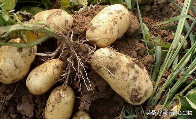 大棚土豆出现黄叶怎么办,土豆苗黄叶是什么原因