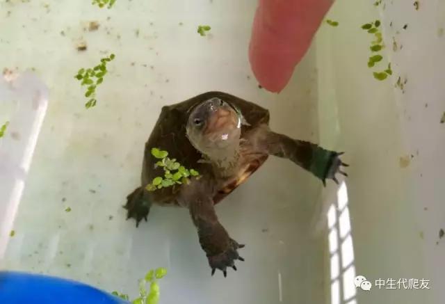 半泥半水的养龟环境视频,欧泽龟用什么环境养