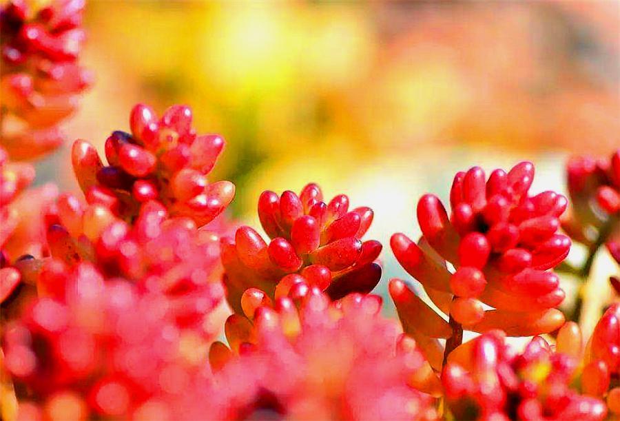 多肉虹之玉大叶,多肉虹之玉老桩