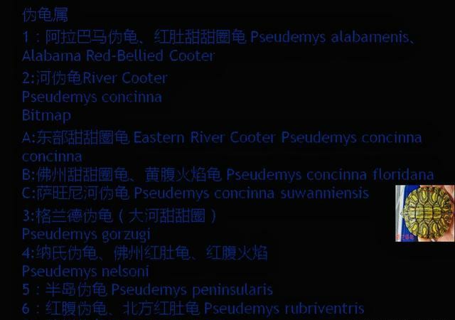 龟的种类大全图解巴西红耳龟,巴西龟品种大全大图高清