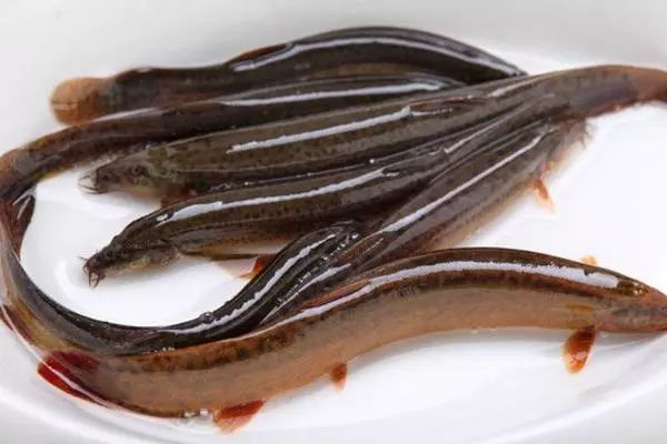 宜昌泥鳅养殖前景,华农园青蛙泥鳅养殖