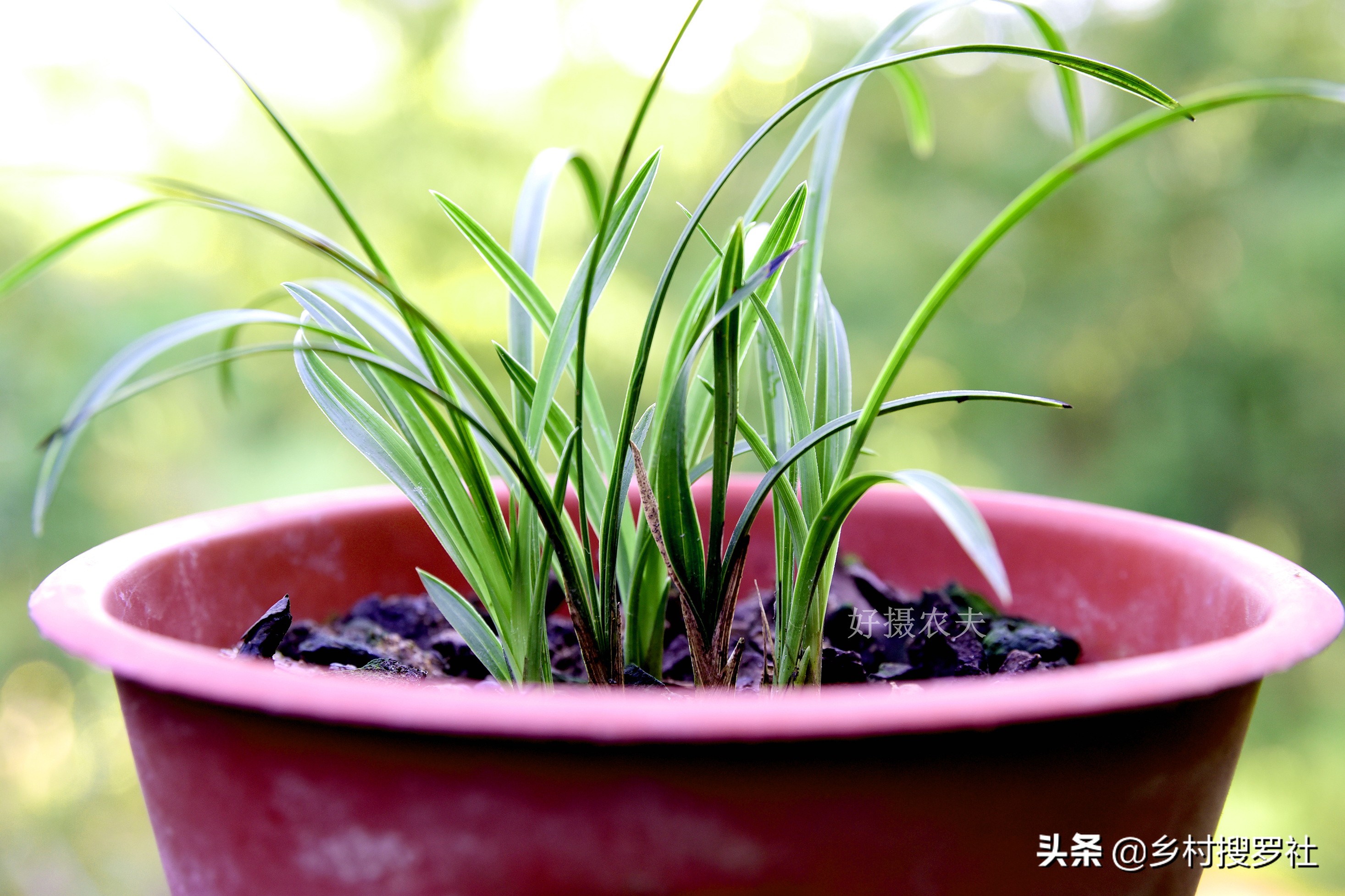 兰花冬天冻苗怎么养,兰花幼苗过冬注意事项