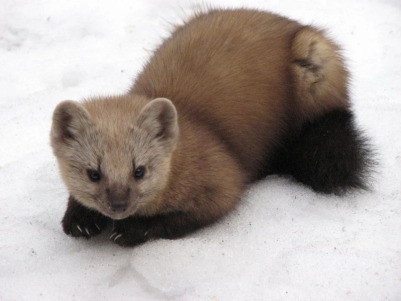 东北三宝野生紫貂时隔40年又出山,长白山野生小紫貂