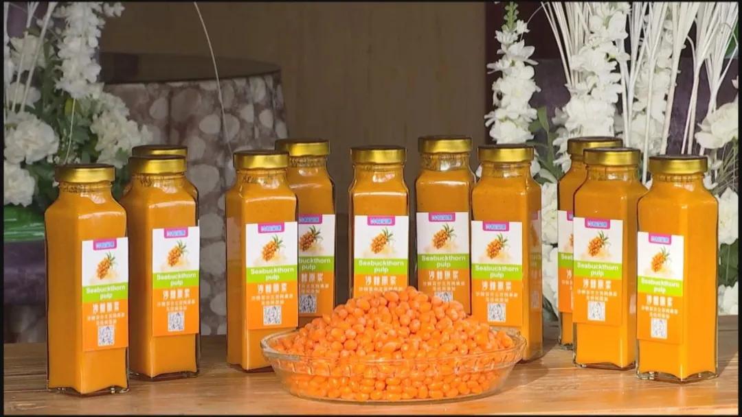 戈壁滩上的沙棘果成为致富果,小沙棘大产业