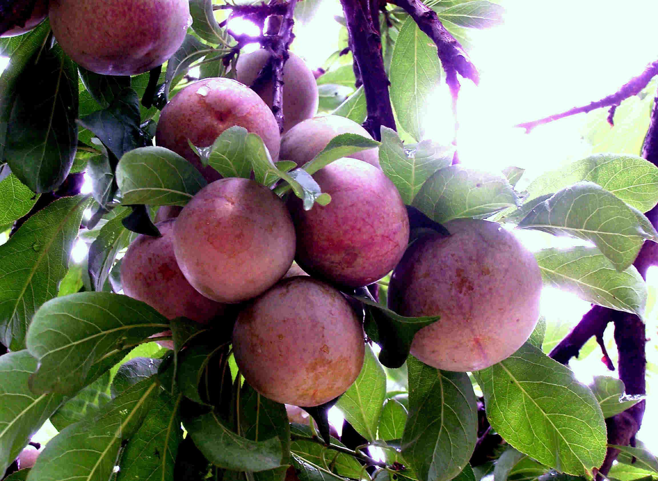 翁源三华李口感,三华李甜