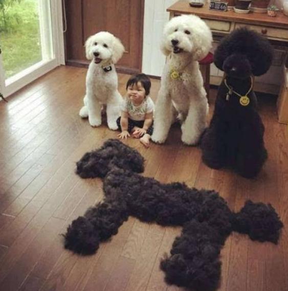 巨型贵宾犬多少钱一只幼犬,巨型贵宾犬一般要多少钱一只幼犬