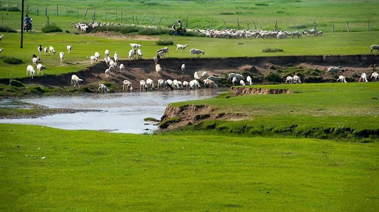 回民手抓羊肉做法最正宗的做法,回族宁夏手抓羊肉的正确方法