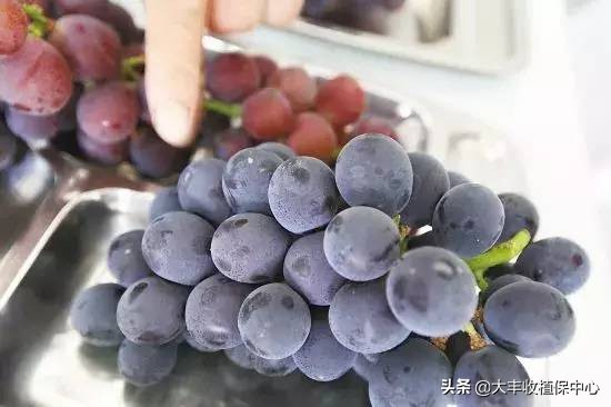 葡萄上面有一层霜是什么,葡萄表皮上的白霜是什么