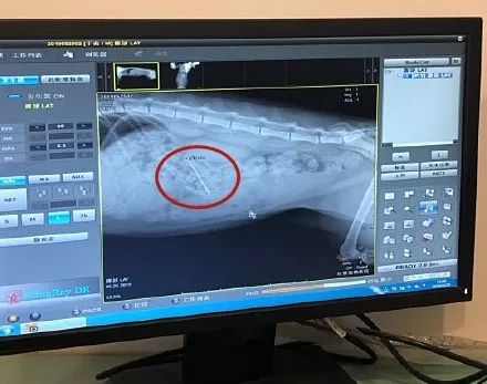 我家猫吞了根针险些丧命，这些东西千万别让猫碰