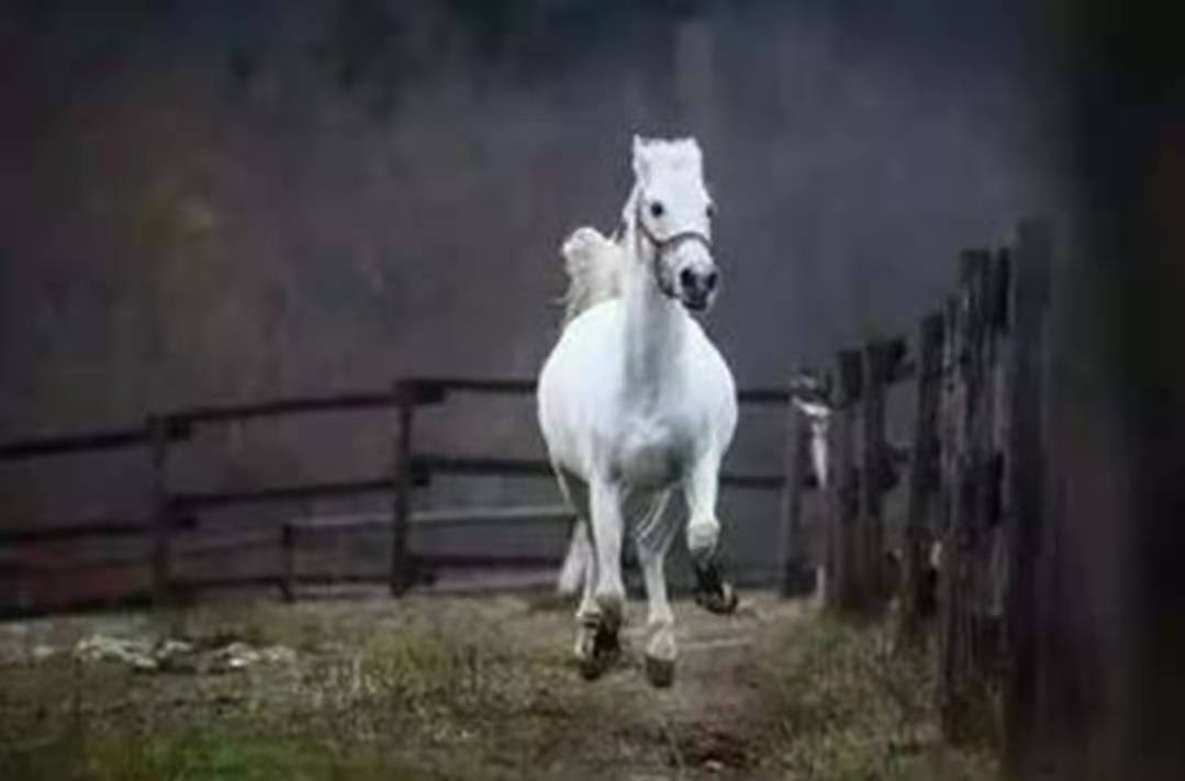 白龙马从马棚走出来的故事,西游记白龙马的悲惨晚年