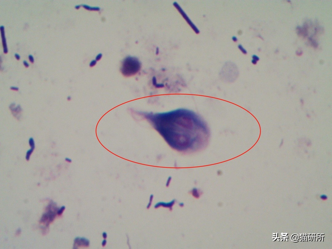 专业宠医答疑：新猫进家前必做的6项体检，万万不可少！