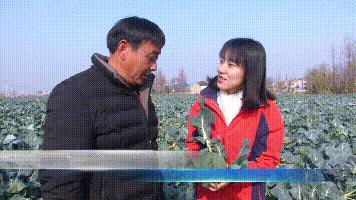 西兰花收购价,西蓝花从定值到采收需要多少天