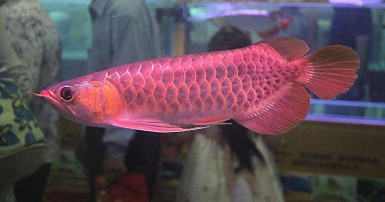 红龙鱼怎么看好的品种,如何挑选真正的红龙鱼